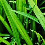 green-grass