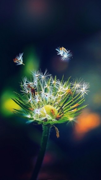 Dandelion-Seeds-iPhone-5-wallpaper-ilikewallpaper_com