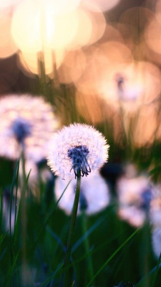 Dandelions-Macro-iPhone-5-wallpaper-ilikewallpaper_com