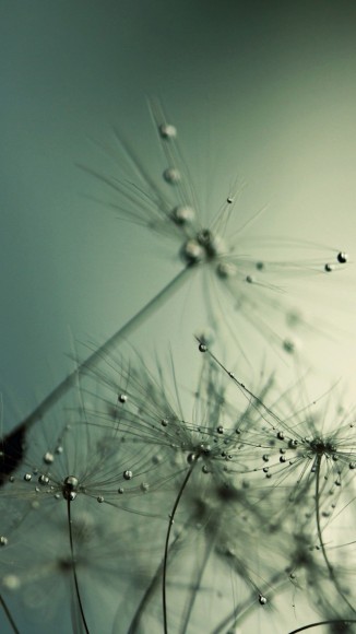 Drops-on-Dandelion-iPhone-5-wallpaper-ilikewallpaper_com