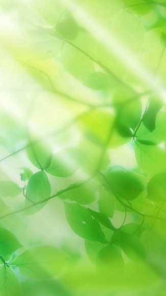 Green-leaves-and-sun-ray-iPhone-5-wallpaper-ilikewallpaper_com