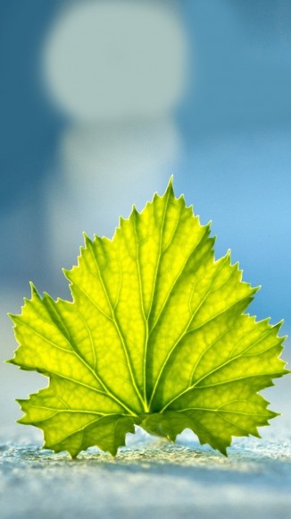 Leaf-on-the-Ground-iPhone-5-wallpaper-ilikewallpaper_com