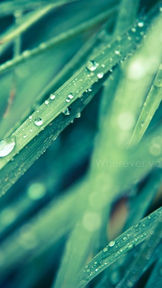 Morning-Drops-on-Leaves-iPhone-5-wallpaper-ilikewallpaper_com