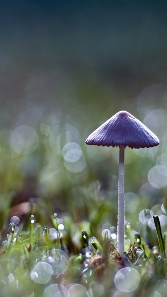 Mushroom-bokeh-iPhone-5-wallpaper-ilikewallpaper_com